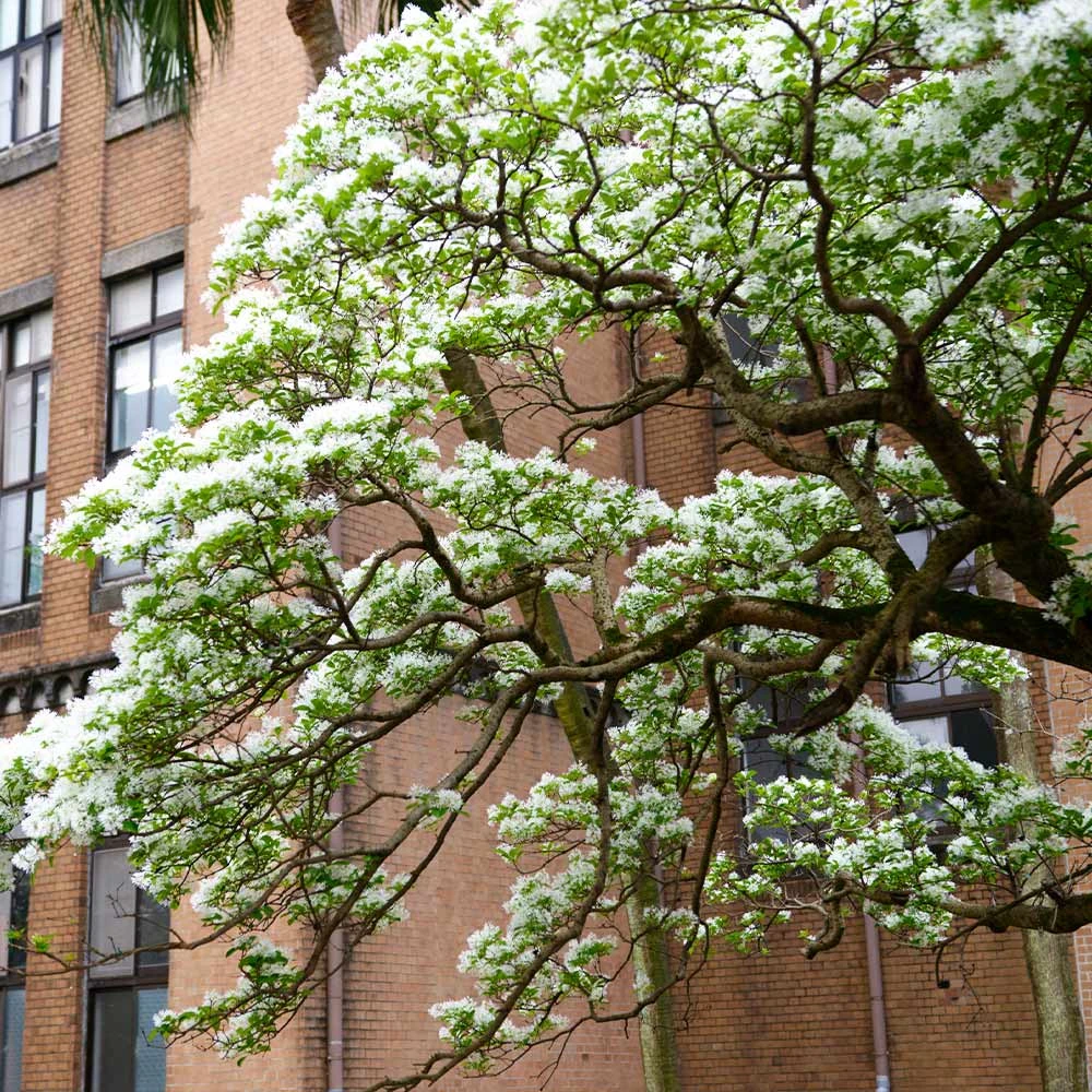 Brighter Blooms Chinese Fringe Tree 2 Brighter Blooms Chinese Fringe Tree