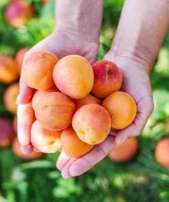 Brighter Blooms Chinese Mormon Apricot Tree SHOP ALL 7 Brighter Blooms Chinese Mormon Apricot Tree SHOP ALL