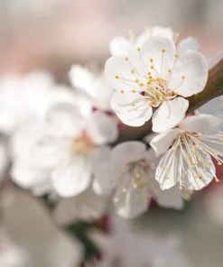 Brighter Blooms Chinese Mormon Apricot Tree SHOP ALL 6 Brighter Blooms Chinese Mormon Apricot Tree SHOP ALL
