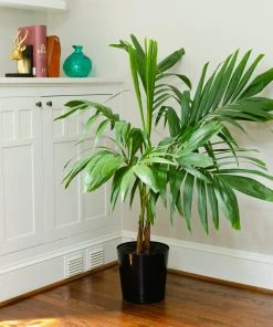 Brighter Blooms Palm Trees Christmas Palm Tree 15 Brighter Blooms Palm Trees Christmas Palm Tree