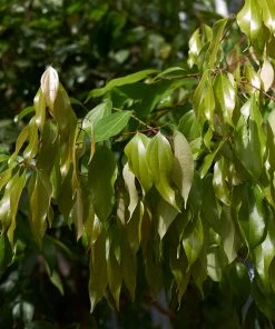 Brighter Blooms Fruit Trees Cinnamon Tree 8 Brighter Blooms Fruit Trees Cinnamon Tree