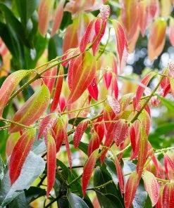 Brighter Blooms Fruit Trees Cinnamon Tree 9 Brighter Blooms Fruit Trees Cinnamon Tree