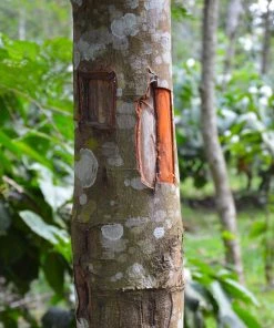 Brighter Blooms Fruit Trees Cinnamon Tree 10 Brighter Blooms Fruit Trees Cinnamon Tree