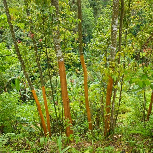 Brighter Blooms Fruit Trees Cinnamon Tree 1 Brighter Blooms Fruit Trees Cinnamon Tree