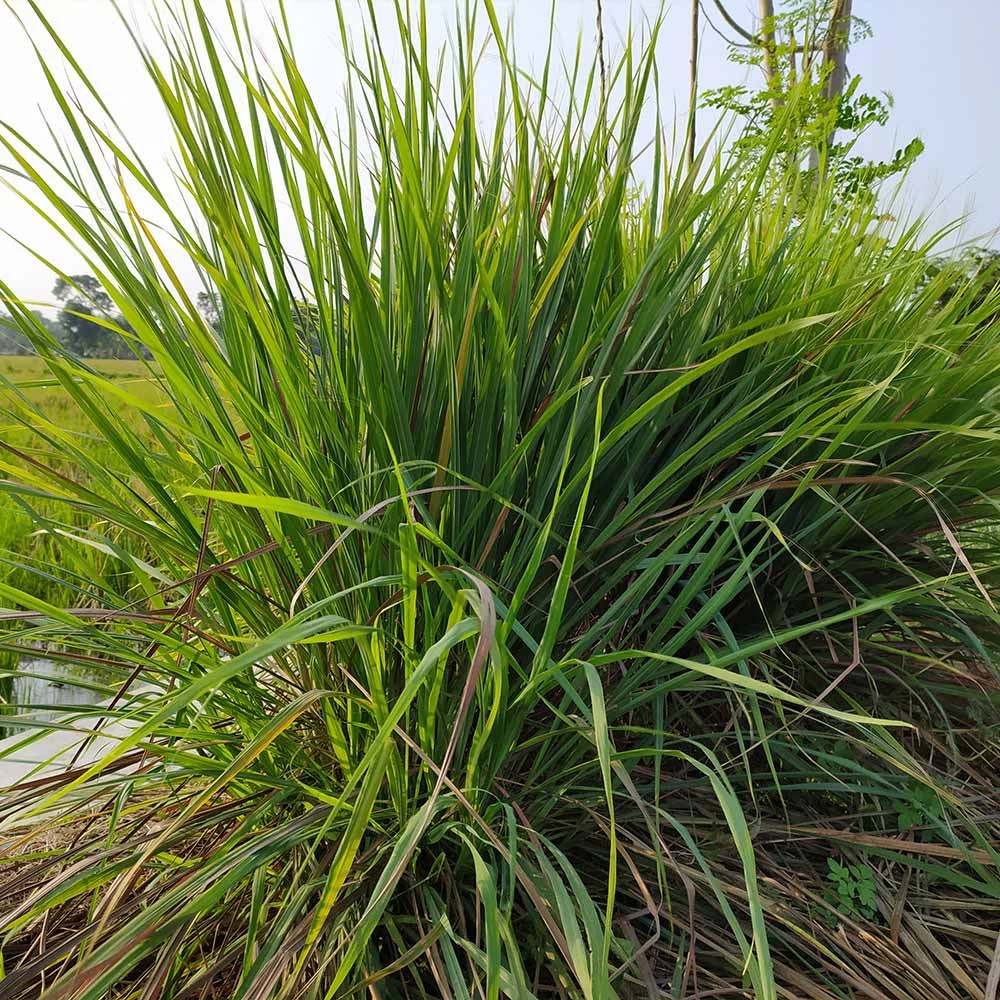 Brighter Blooms Citronella Grass Ornamental Grasses 2 Brighter Blooms Citronella Grass Ornamental Grasses