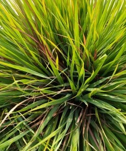 Brighter Blooms Citronella Grass Ornamental Grasses 6 Brighter Blooms Citronella Grass Ornamental Grasses