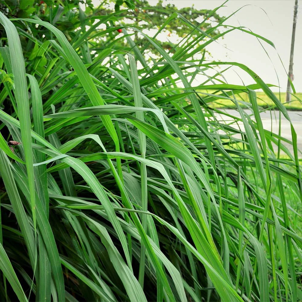 Brighter Blooms Citronella Grass Ornamental Grasses 4 Brighter Blooms Citronella Grass Ornamental Grasses