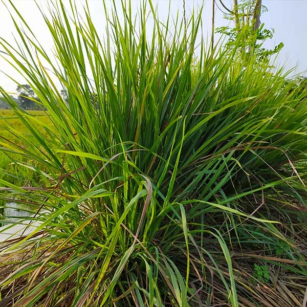 Brighter Blooms Citronella Grass Ornamental Grasses 1 Brighter Blooms Citronella Grass Ornamental Grasses