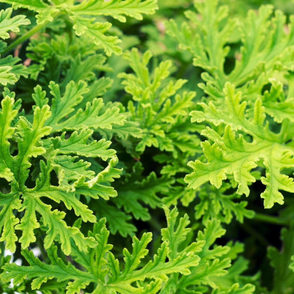 Brighter Blooms Citronella Mosquito Plant Perennials 4 Brighter Blooms Citronella Mosquito Plant Perennials