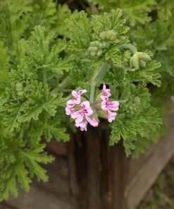 Brighter Blooms Citronella Mosquito Plant Perennials