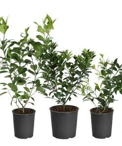 Brighter Blooms All-in-One Citrus Starter Kit Citrus Trees