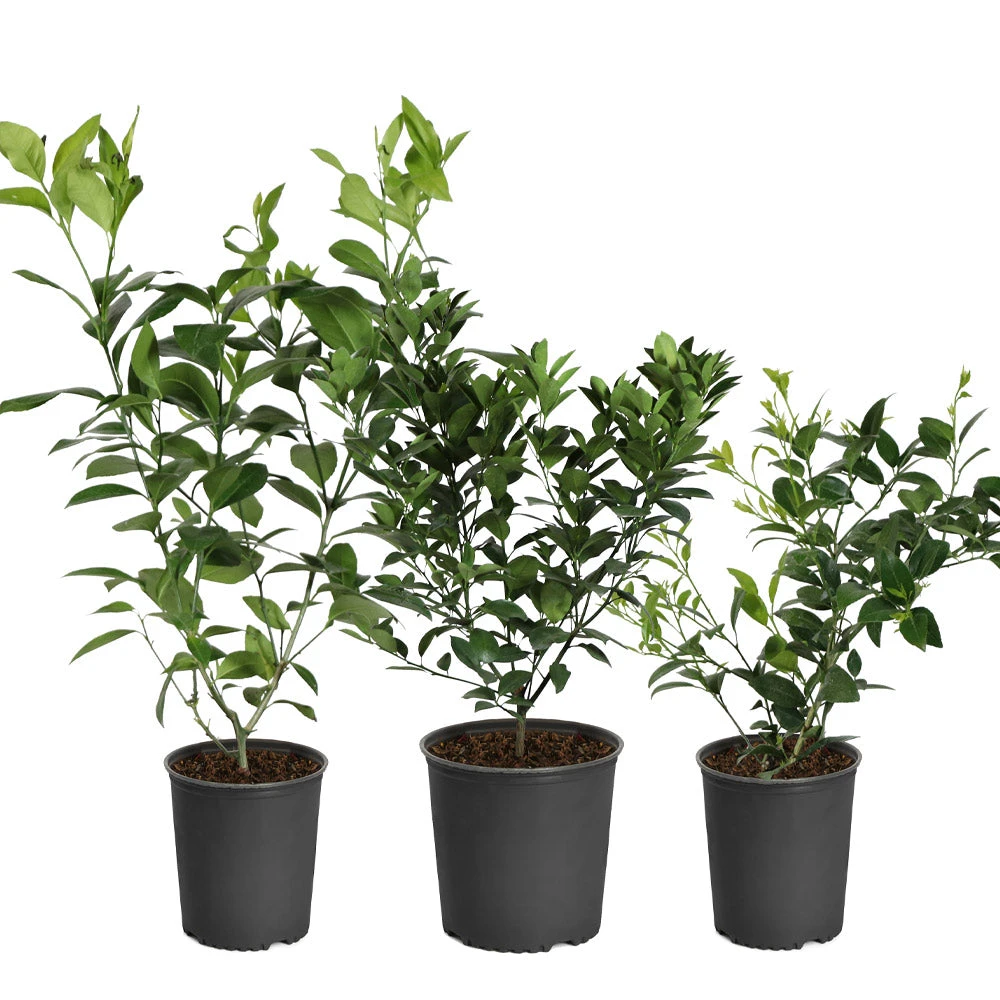 Brighter Blooms All-in-One Citrus Starter Kit Citrus Trees 2 Brighter Blooms All-in-One Citrus Starter Kit Citrus Trees