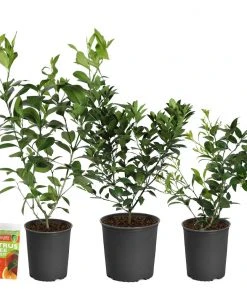 Brighter Blooms All-in-One Citrus Starter Kit Citrus Trees 7 Brighter Blooms All-in-One Citrus Starter Kit Citrus Trees