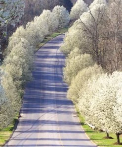 Brighter Blooms Cleveland Pear Tree 8 Brighter Blooms Cleveland Pear Tree