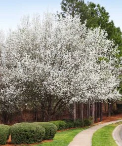 Brighter Blooms Cleveland Pear Tree