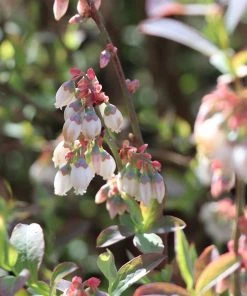 Brighter Blooms Blueberry Bushes Climax Blueberry Bush 8 Brighter Blooms Blueberry Bushes Climax Blueberry Bush