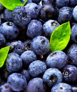 Brighter Blooms Blueberry Bushes Climax Blueberry Bush 10 Brighter Blooms Blueberry Bushes Climax Blueberry Bush