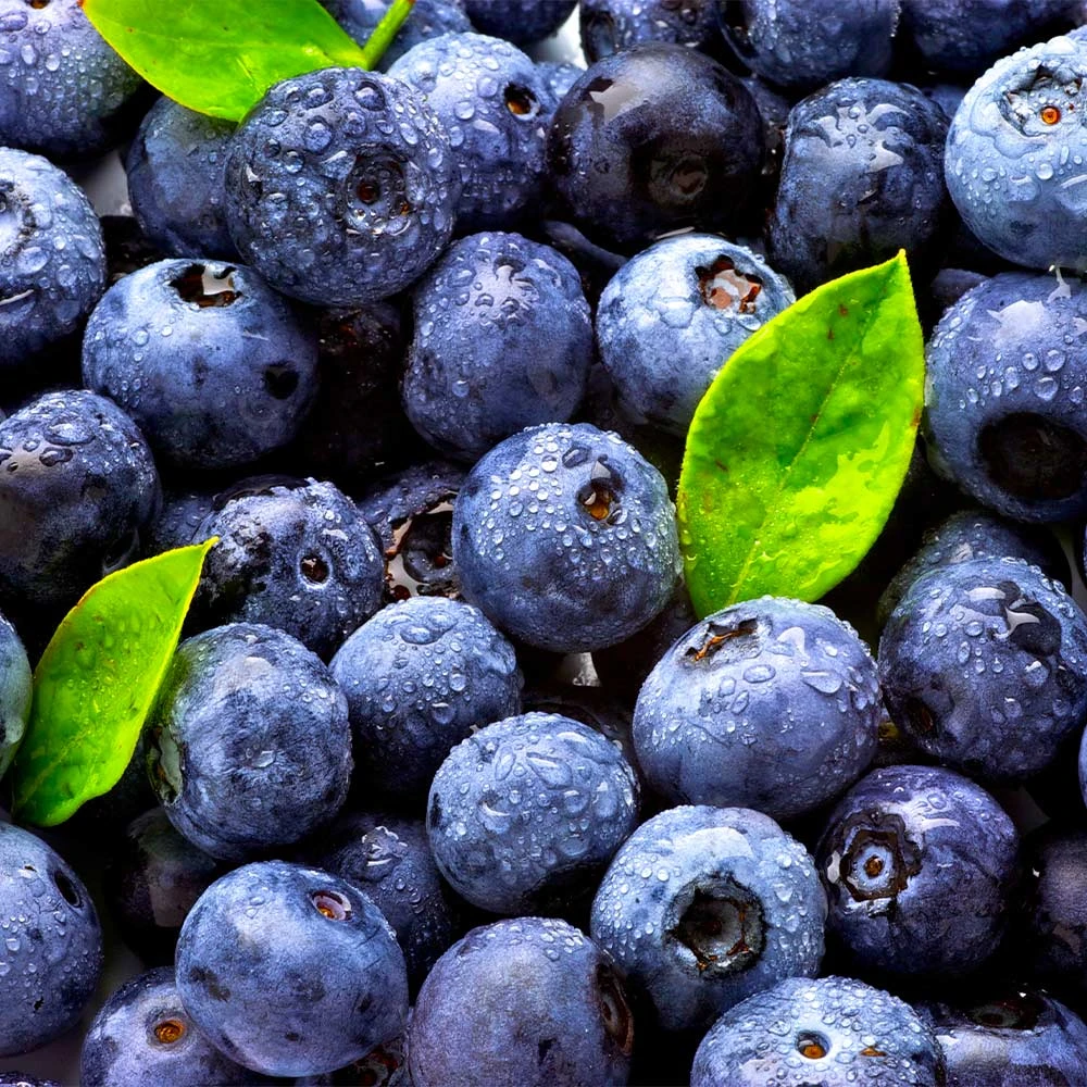 Brighter Blooms Blueberry Bushes Climax Blueberry Bush 5 Brighter Blooms Blueberry Bushes Climax Blueberry Bush
