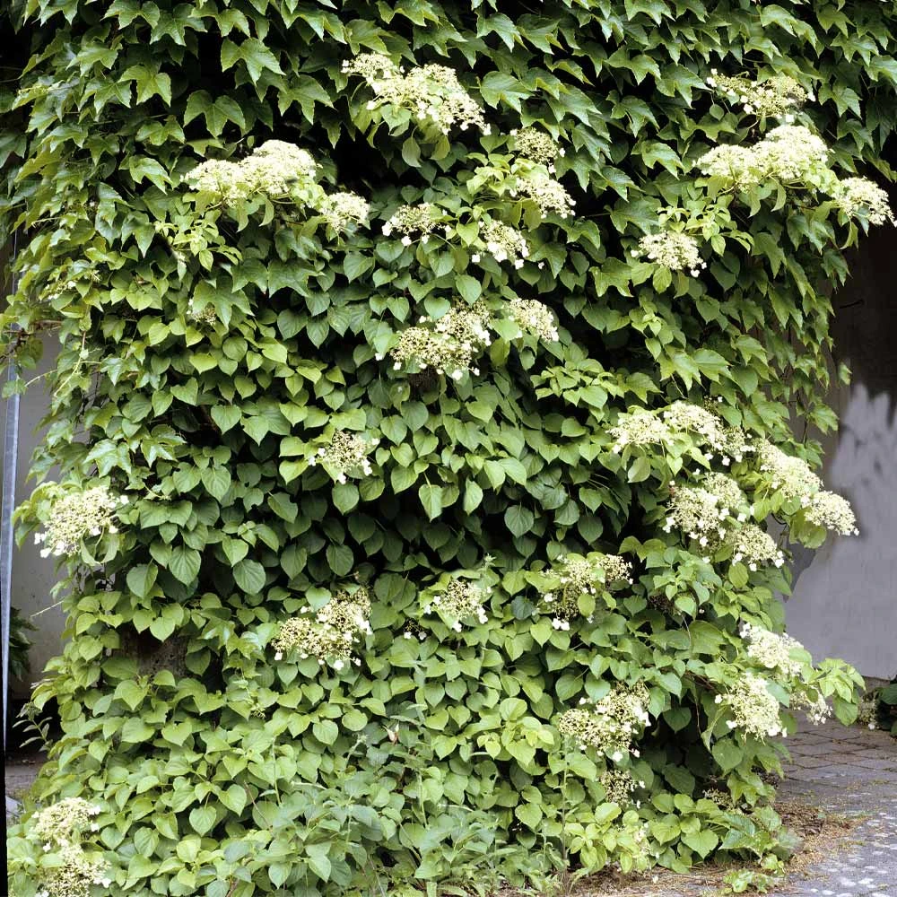 Brighter Blooms Climbing Hydrangea Shrubs & Hedges 2 Brighter Blooms Climbing Hydrangea Shrubs & Hedges