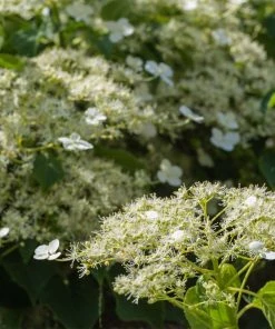 Brighter Blooms Climbing Hydrangea Shrubs & Hedges 5 Brighter Blooms Climbing Hydrangea Shrubs & Hedges