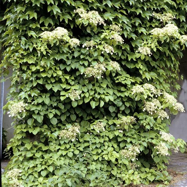 Brighter Blooms Climbing Hydrangea Shrubs & Hedges 1 Brighter Blooms Climbing Hydrangea Shrubs & Hedges