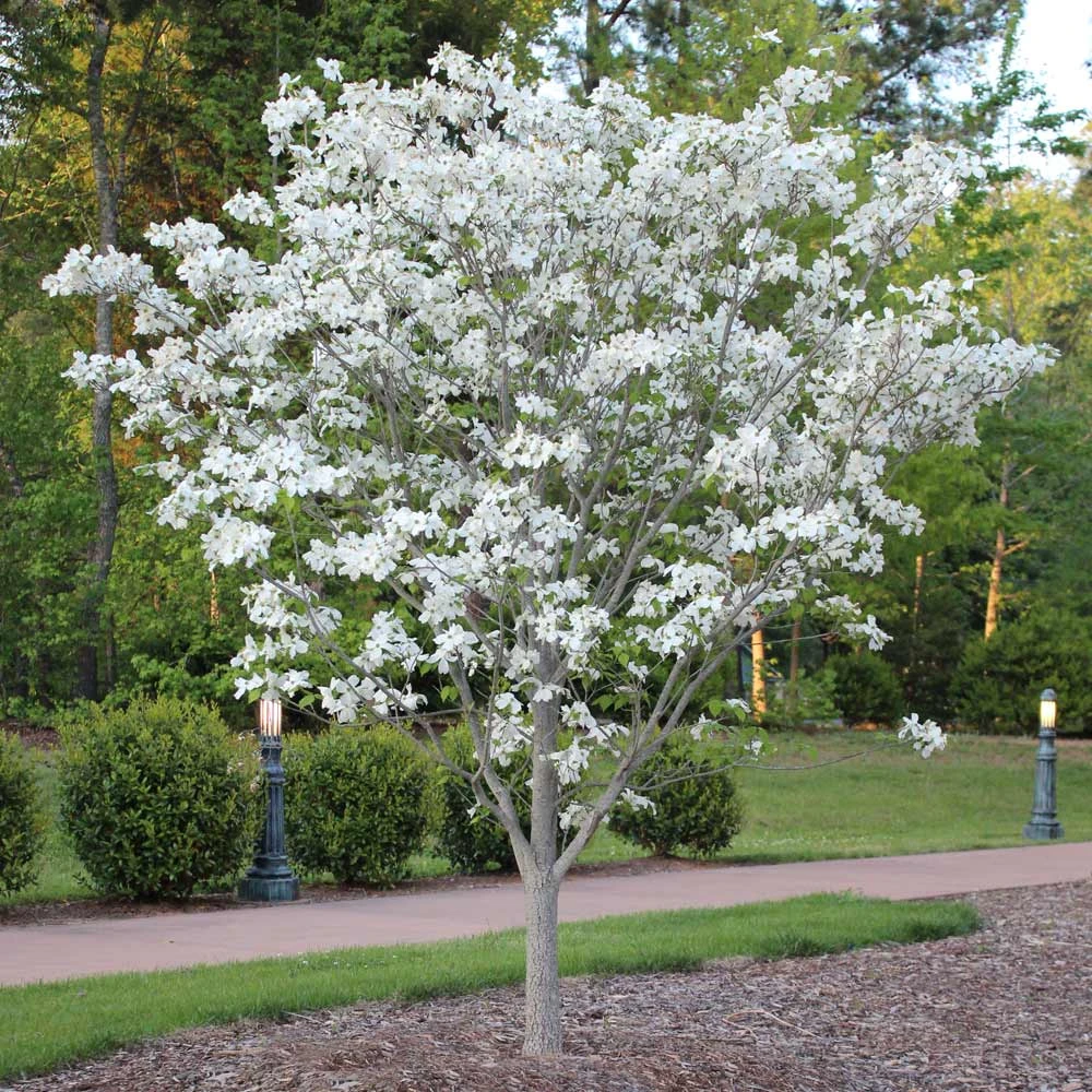 Brighter Blooms Flowering Trees Cloud 9 Dogwood Tree 6 Brighter Blooms Flowering Trees Cloud 9 Dogwood Tree