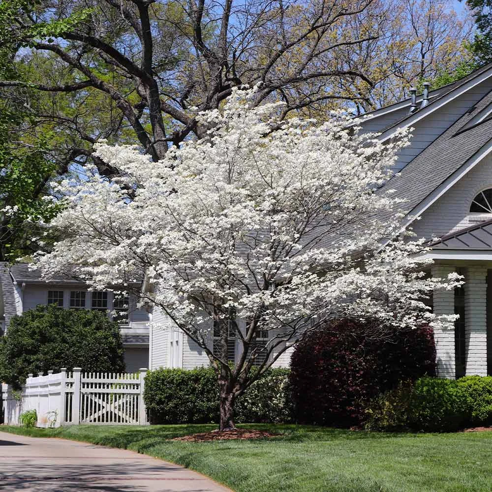 Brighter Blooms Flowering Trees Cloud 9 Dogwood Tree 2 Brighter Blooms Flowering Trees Cloud 9 Dogwood Tree