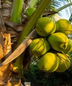 BrighterBlooms.com Palm Trees Coconut Palm Tree