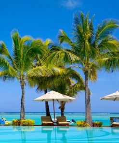 BrighterBlooms.com Palm Trees Coconut Palm Tree 10 BrighterBlooms.com Palm Trees Coconut Palm Tree