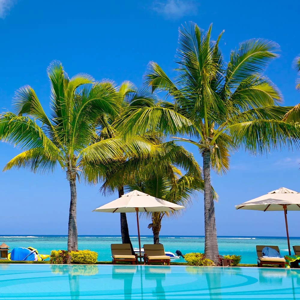 BrighterBlooms.com Palm Trees Coconut Palm Tree 5 BrighterBlooms.com Palm Trees Coconut Palm Tree