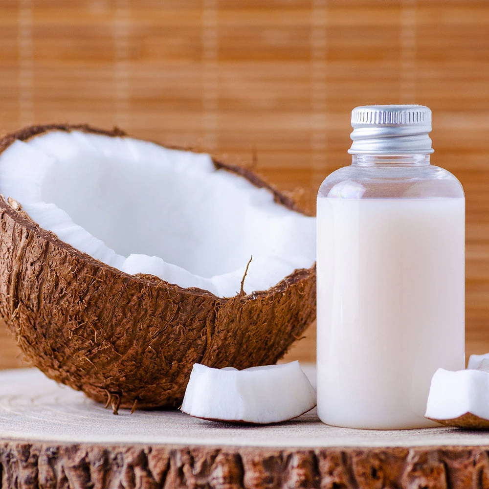 BrighterBlooms.com Palm Trees Coconut Palm Tree 6 BrighterBlooms.com Palm Trees Coconut Palm Tree