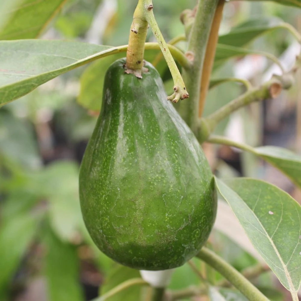 Brighter Blooms Cold Hardy Avocado Tree Fruit Trees 7 Brighter Blooms Cold Hardy Avocado Tree Fruit Trees