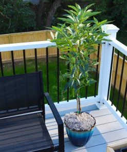 Brighter Blooms Cold Hardy Avocado Tree Fruit Trees 10 Brighter Blooms Cold Hardy Avocado Tree Fruit Trees