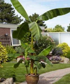 Brighter Blooms Banana Trees Cold Hardy Banana Tree 8 Brighter Blooms Banana Trees Cold Hardy Banana Tree
