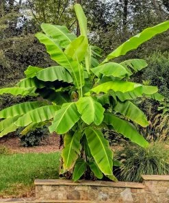 Brighter Blooms Banana Trees Cold Hardy Banana Tree 7 Brighter Blooms Banana Trees Cold Hardy Banana Tree