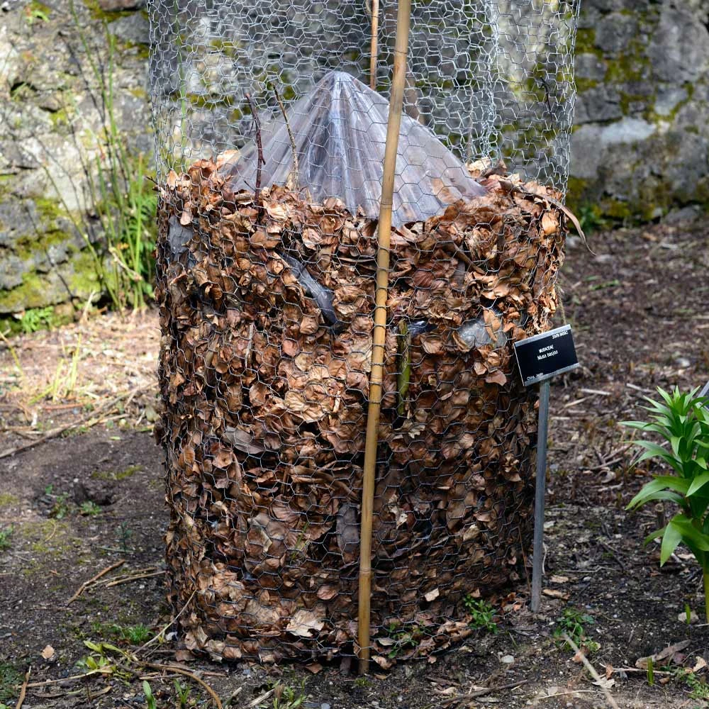 Brighter Blooms Banana Trees Cold Hardy Banana Tree 5 Brighter Blooms Banana Trees Cold Hardy Banana Tree