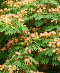 Brighter Blooms Cold Hardy Mimosa Tree 9 Brighter Blooms Cold Hardy Mimosa Tree