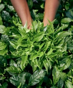 Brighter Blooms Cold Hardy Tea Plant SHOP ALL 8 Brighter Blooms Cold Hardy Tea Plant SHOP ALL