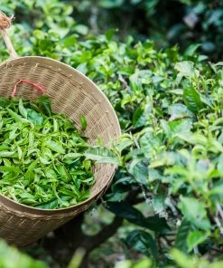 Brighter Blooms Cold Hardy Tea Plant SHOP ALL 9 Brighter Blooms Cold Hardy Tea Plant SHOP ALL