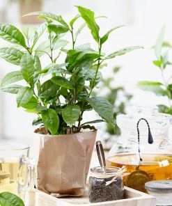 Brighter Blooms Cold Hardy Tea Plant SHOP ALL