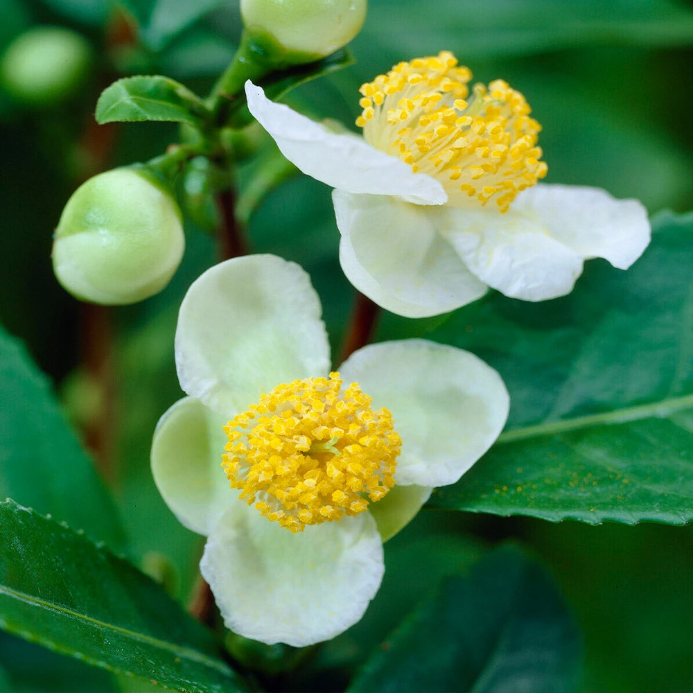 Brighter Blooms Cold Hardy Tea Plant SHOP ALL 5 Brighter Blooms Cold Hardy Tea Plant SHOP ALL