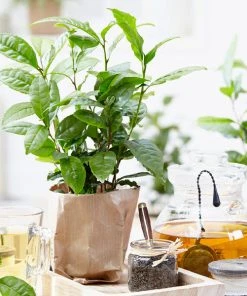 Brighter Blooms Cold Hardy Tea Plant SHOP ALL