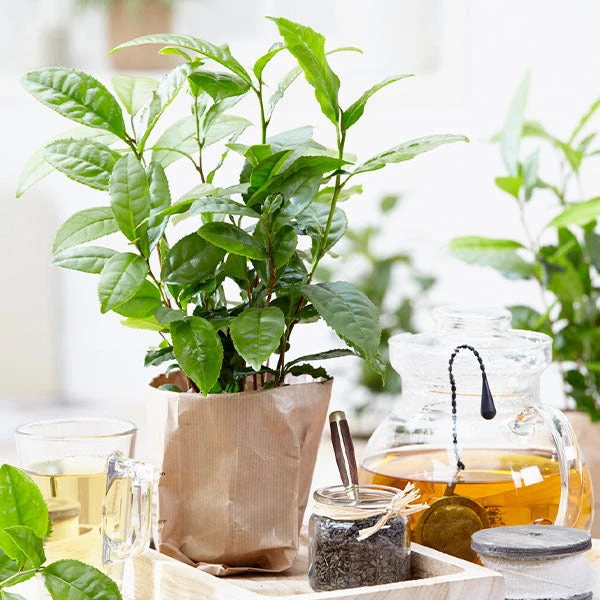 Brighter Blooms Cold Hardy Tea Plant SHOP ALL 1 Brighter Blooms Cold Hardy Tea Plant SHOP ALL