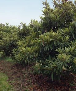 Brighter Blooms Cold Hardy Avocado Tree Fruit Trees 11 Brighter Blooms Cold Hardy Avocado Tree Fruit Trees