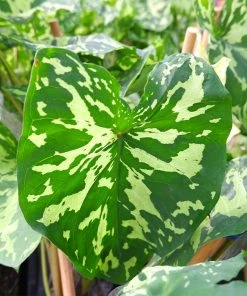 Brighter Blooms Colocasia 'Hilo Beauty' House & Patio 6 Brighter Blooms Colocasia 'Hilo Beauty' House & Patio