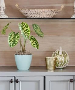 Brighter Blooms Colocasia 'Hilo Beauty' House & Patio