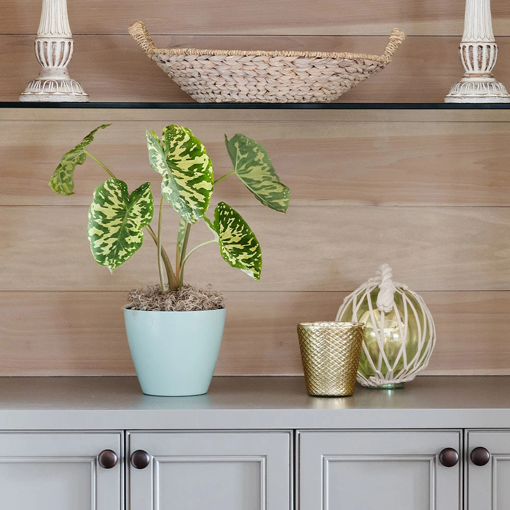 Brighter Blooms Colocasia 'Hilo Beauty' House & Patio 2 Brighter Blooms Colocasia 'Hilo Beauty' House & Patio