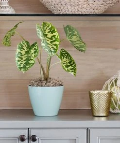 Brighter Blooms Colocasia 'Hilo Beauty' House & Patio