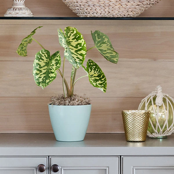 Brighter Blooms Colocasia 'Hilo Beauty' House & Patio 1 Brighter Blooms Colocasia 'Hilo Beauty' House & Patio