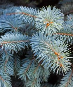 Brighter Blooms Evergreen & Privacy Colorado Blue Spruce Tree 9 Brighter Blooms Evergreen & Privacy Colorado Blue Spruce Tree